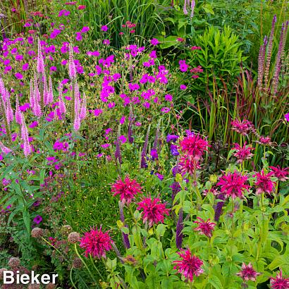 Garnet Prairie Garden