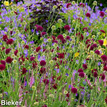 Garnet Prairie Garden