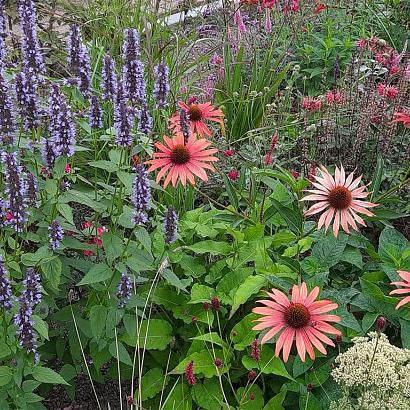 Garnet Prairie Garden