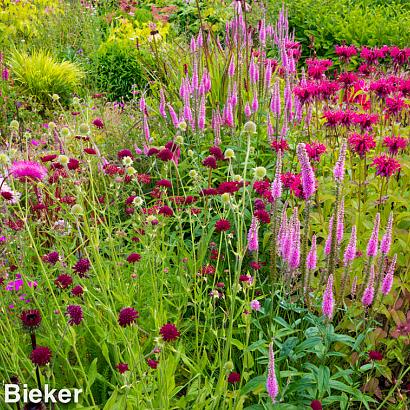 Garnet Prairie Garden