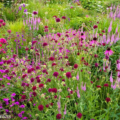 Garnet Prairie Garden