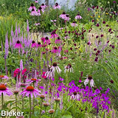 Garnet Prairie Garden