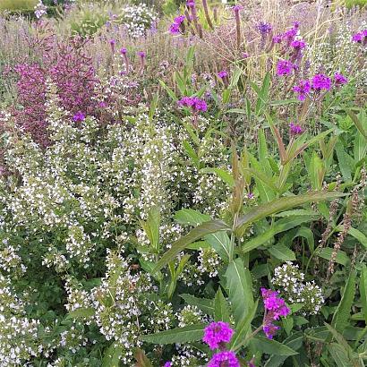 Jade Prairie Garden