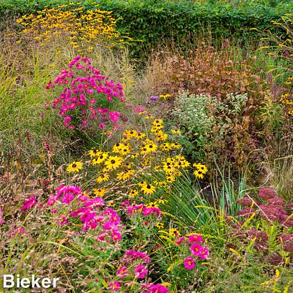 Jasper (Jaspis) Prairie Garden