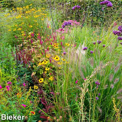 Jasper (Jaspis) Prairie Garden