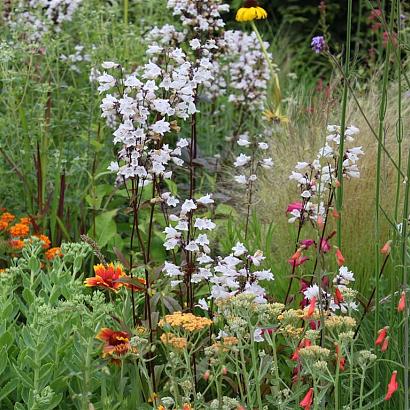 Jasper (Jaspis) Prairie Garden