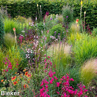 Jasper (Jaspis) Prairie Garden