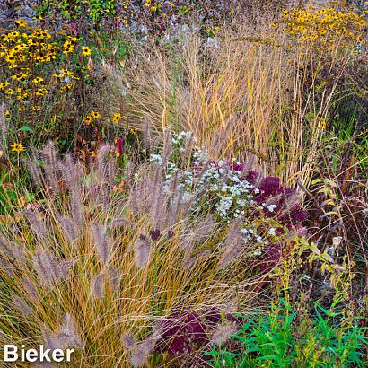 Jasper (Jaspis) Prairie Garden