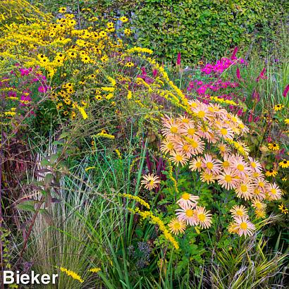 Jasper (Jaspis) Prairie Garden