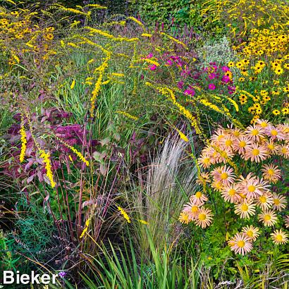 Jasper (Jaspis) Prairie Garden