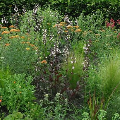 Jasper (Jaspis) Prairie Garden