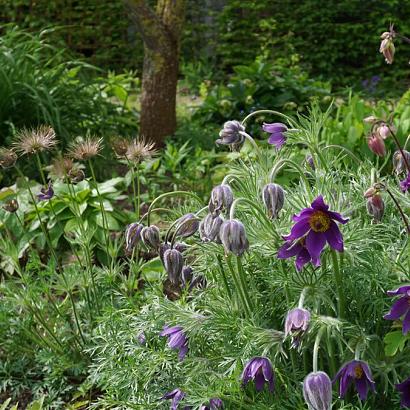 Onyx Prairie Garden