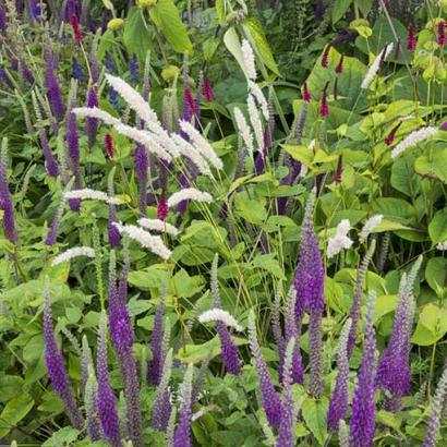 Onyx Prairie Garden