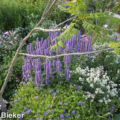 Onyx Prairie Garden