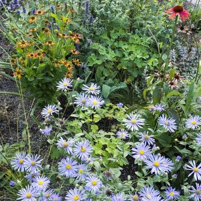 Pyrite Prairie Garden