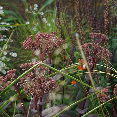 Pyrite Prairie Garden