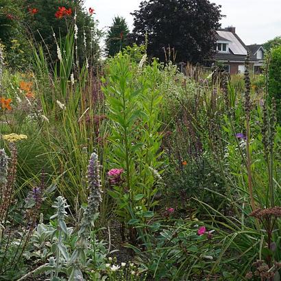 Pyrite Prairie Garden