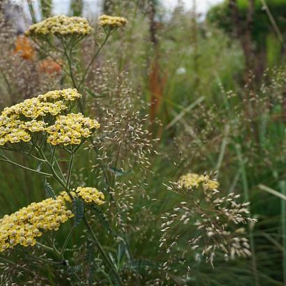 Pyrite Prairie Garden