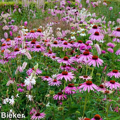 Quartz Prairie Garden