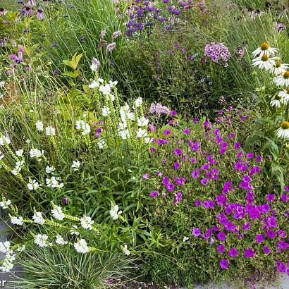 Quartz Prairie Garden