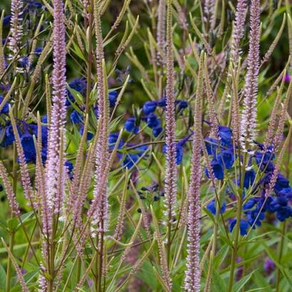 Quartz Prairie Garden