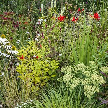 Ruby Prairie Garden