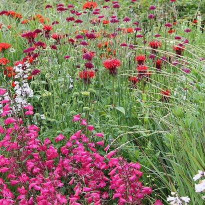 Ruby Prairie Garden