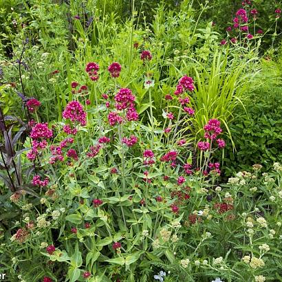 Ruby Prairie Garden