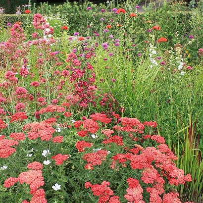 Ruby Prairie Garden