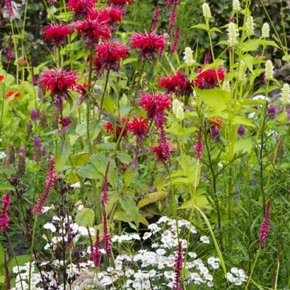 Ruby Prairie Garden