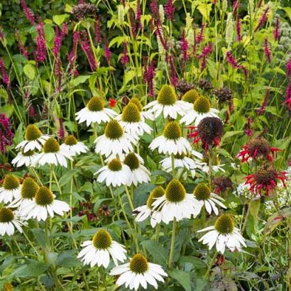 Ruby Prairie Garden