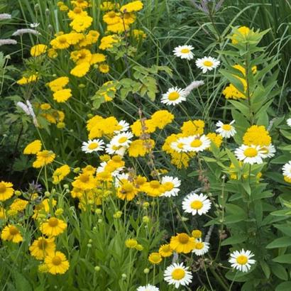 Sapphire Prairie Garden