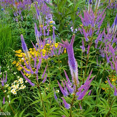 Sapphire Prairie Garden