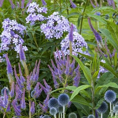 Sapphire Prairie Garden