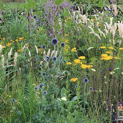 Sapphire Prairie Garden