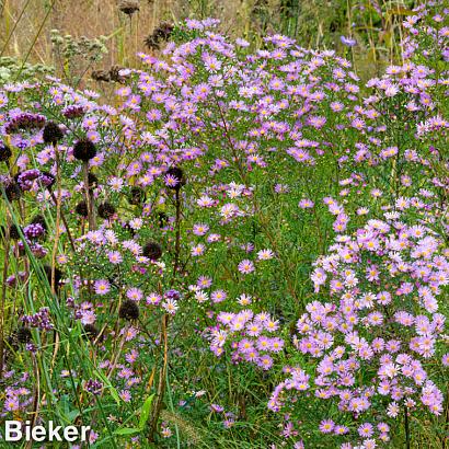 Silver Prairie Garden