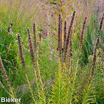 Silver Prairie Garden