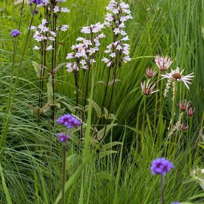 Silver Prairie Garden