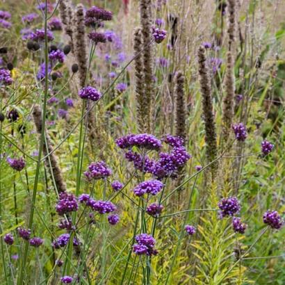 Silver Prairie Garden