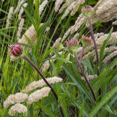 Silver Prairie Garden