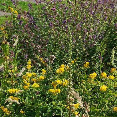 Sulfur Prairie Garden