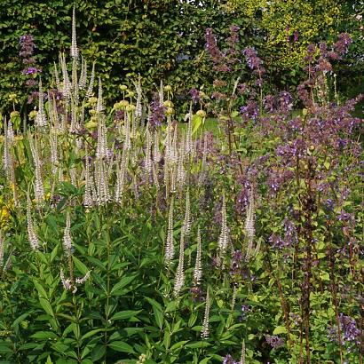 Sulfur Prairie Garden