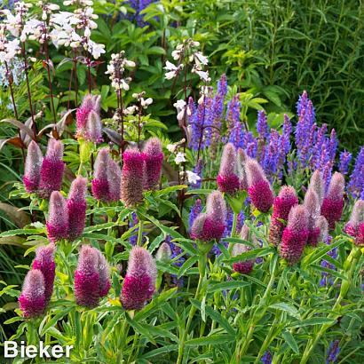 Topaz Prairie Garden