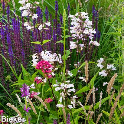 Topaz Prairie Garden