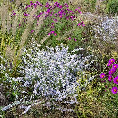 Topaz Prairie Garden