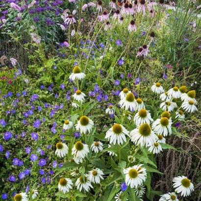 Tourmaline Prairie Garden