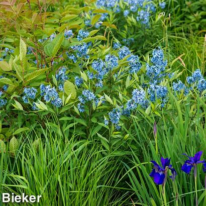 Turquoise Prairie Garden