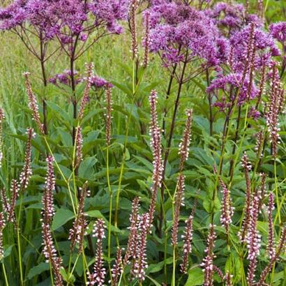 Turquoise Prairie Garden