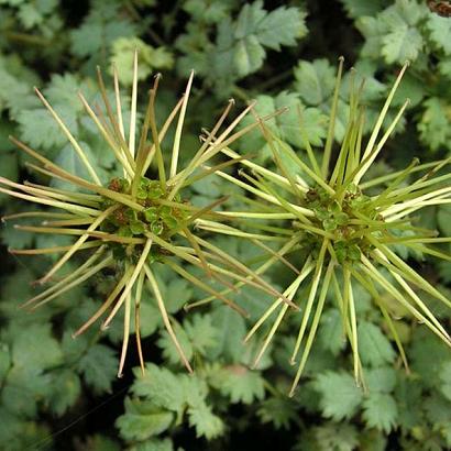 Acaena buchananii