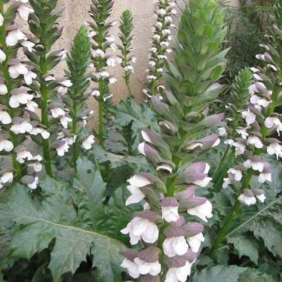 Acanthus mollis